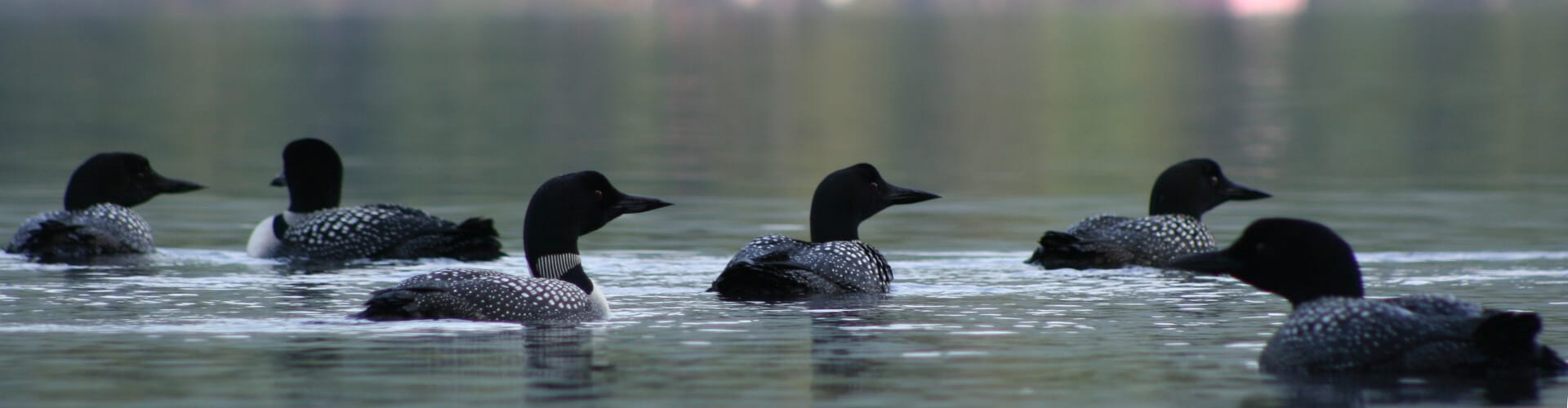 Loons on the lake at Wyonegonic Camp
