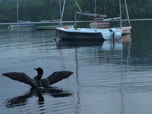 Loon Wings